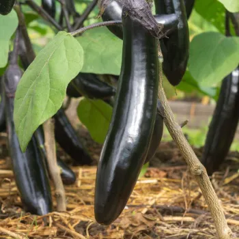Brinjal (40)-9844732-78549.webp